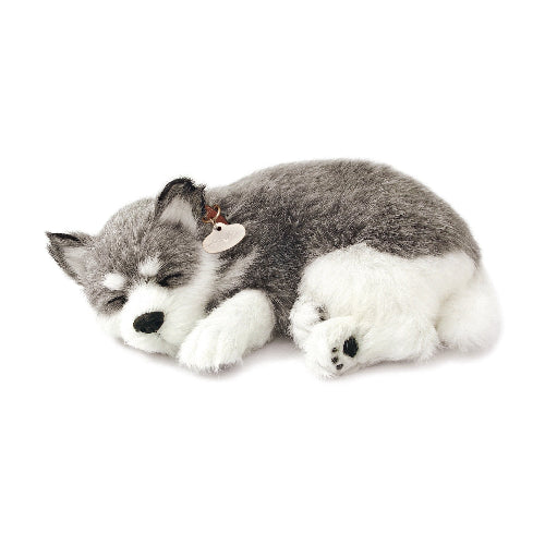XP91-03 ALASKAN HUSKY