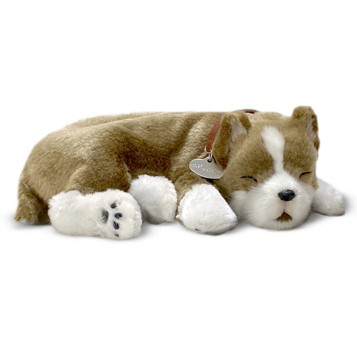 XP91-41 PIT BULL