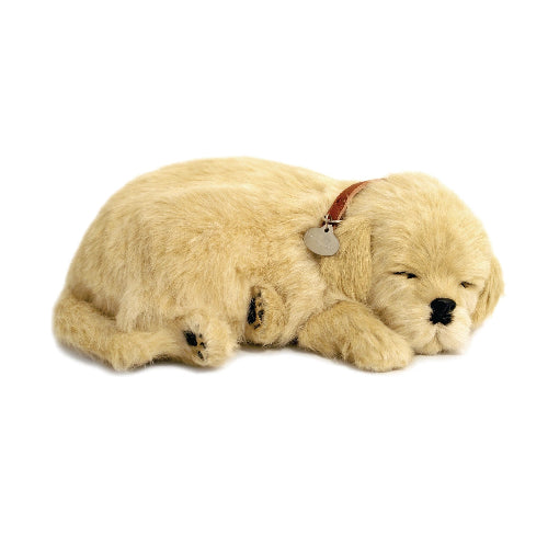 XP91-02 GOLDEN RETRIVER