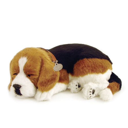 XP91-15 BEAGLE