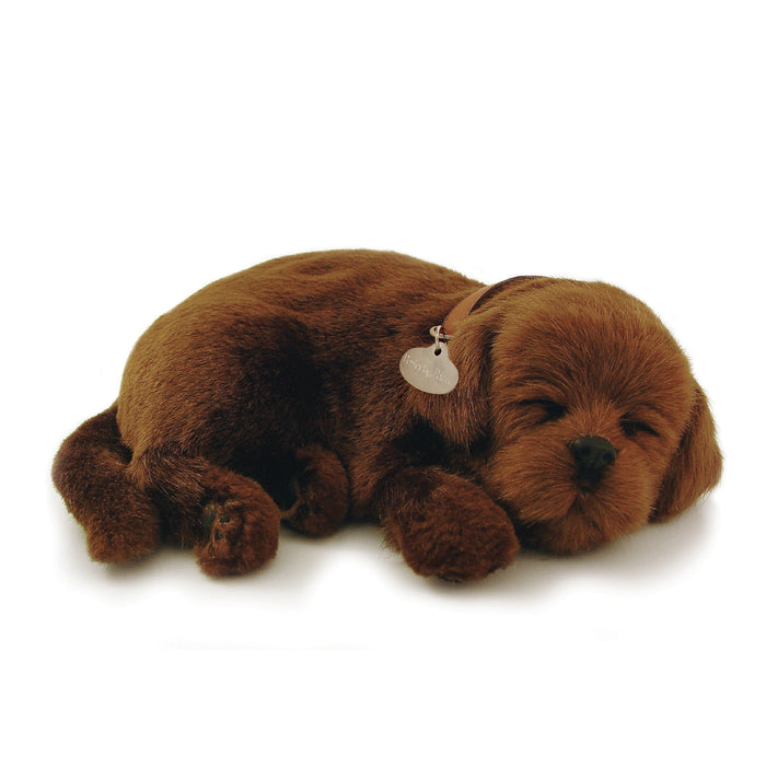 XP91-13 CHOCOLATE LAB