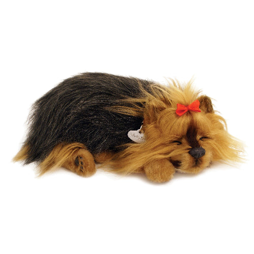 XP91-26 YORKIE