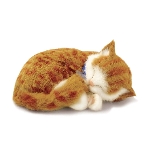XP92-05 ORANGE TABBY
