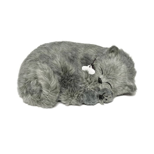 XP92-19 GRAY SHORTHAIR