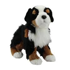 2025 TREVOR BERNESE MOUNTAIN