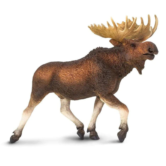113289 MOOSE (SAFARI)