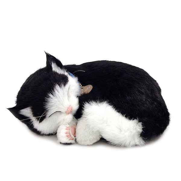XP92-06 B&W SHORTHAIR KITTEN