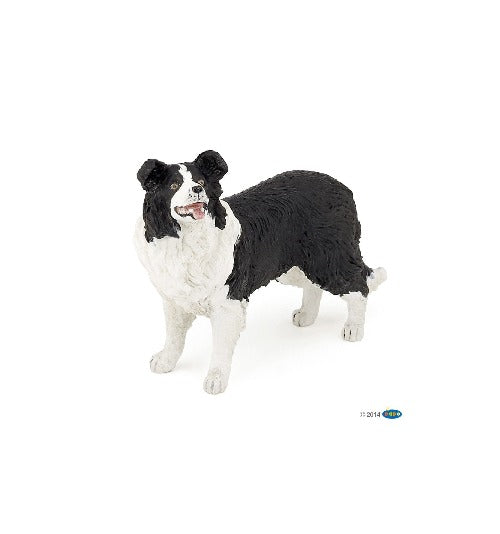 54008 BORDER COLLIE (PAPO)